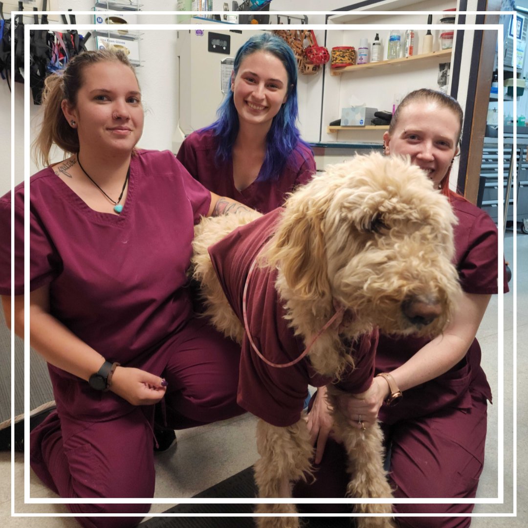 BothellPetHosp's tweet image. Mochi came in for a big procedure, so we decided to get him a shirt to match our team for the day. Anything to make their day shine. #bothellpet #bothell #weloveourteam #weloveourclients #goldendoodle #woof #dogsofbothell #veterinarian #pethealth