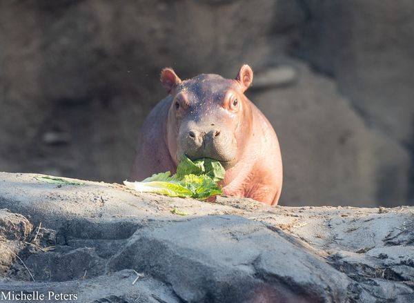 CincinnatiZoo's tweet photo. Fritz vs Fiona!  Fiona finally hit the 200lbs mark at 3 months old.  Fritz hit it at just 6 weeks old!!  Fiona was still being hand-raised and drinking lots of big bottles.  Fritz nurses from Bibi and is starting to explore solid foods. Meet the bloat: https://t.co/A0b2H4xnHn https://t.co/1odHh2s464