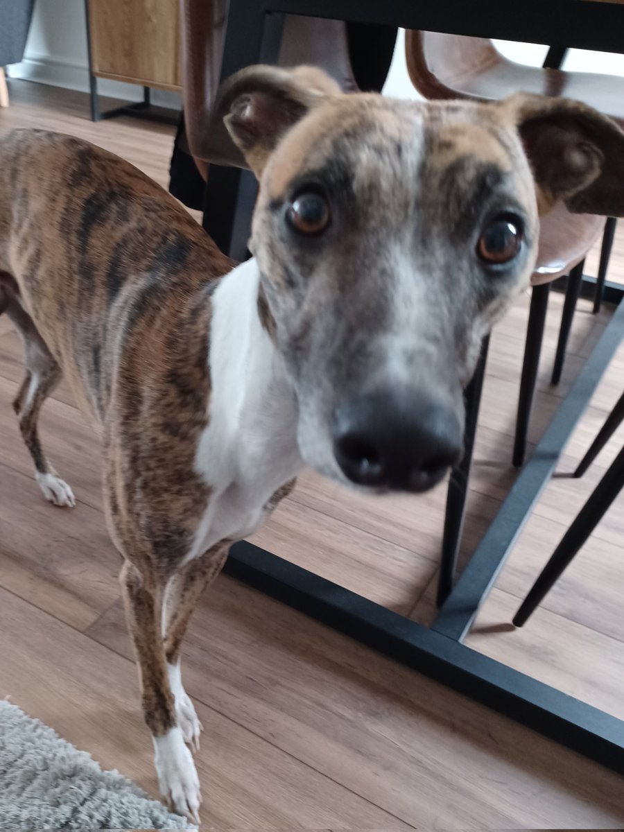 Lisaeljo's tweet image. HI Iggy🐾 Happy #whippetwednesday