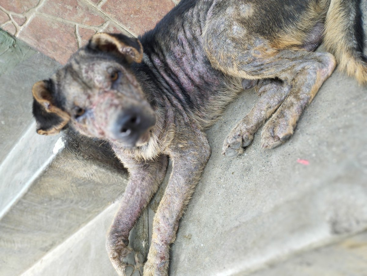 PerroUsuario's tweet photo. #AYUDAAAA RT @Ncrc0706: amigo te necesito. Estoy enfermo, solo y abandonado. Necesito atención médica veterinaria,comida y un hogar cálido y digno.Quiero VIVIR, quiero mover mi colita y llenarte de amor. AYÚDAME, estoy en la calle la línea de petare. https://t.co/3coohKjNBy