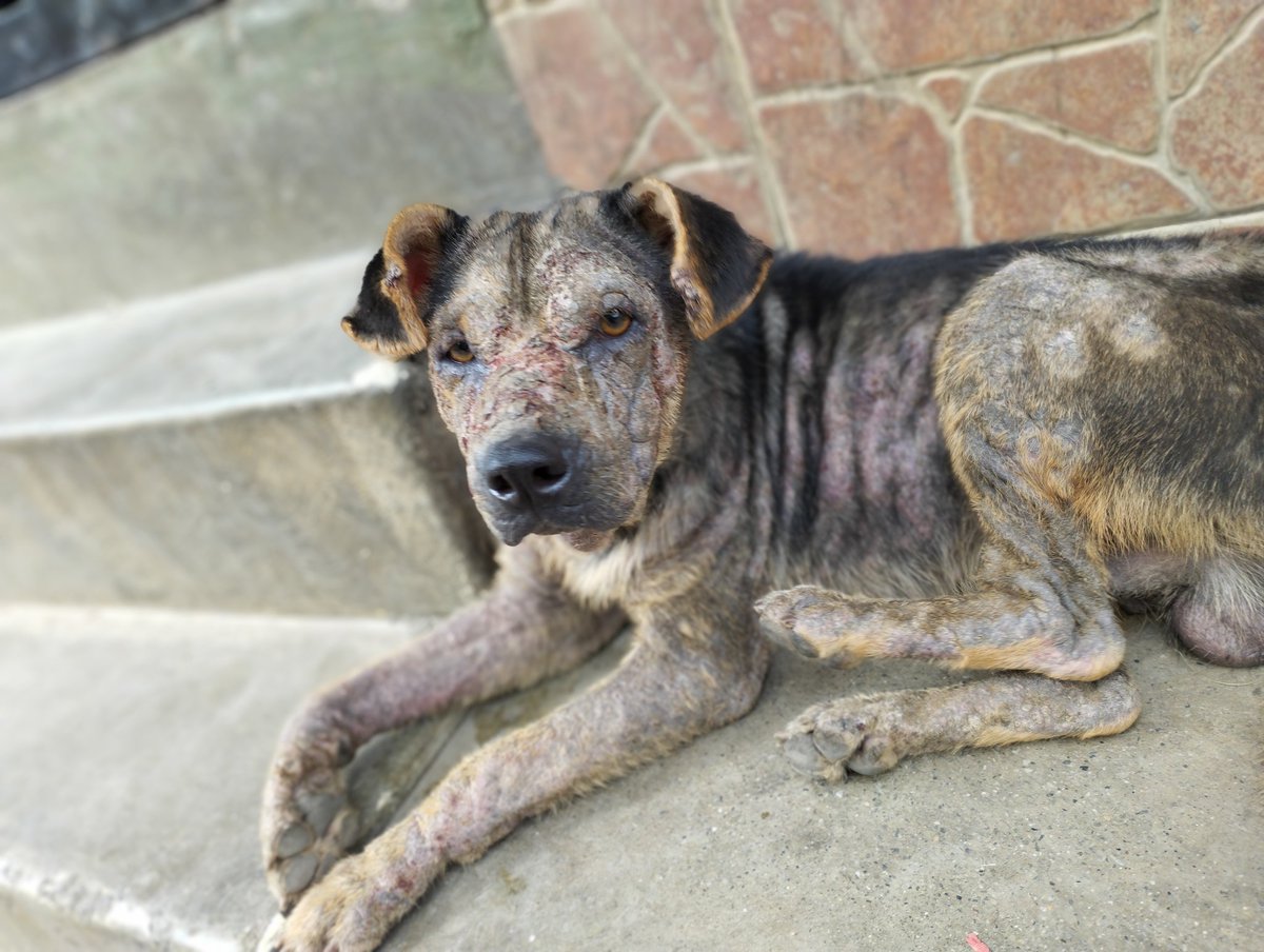 PerroUsuario's tweet photo. #AYUDAAAA RT @Ncrc0706: amigo te necesito. Estoy enfermo, solo y abandonado. Necesito atención médica veterinaria,comida y un hogar cálido y digno.Quiero VIVIR, quiero mover mi colita y llenarte de amor. AYÚDAME, estoy en la calle la línea de petare. https://t.co/3coohKjNBy
