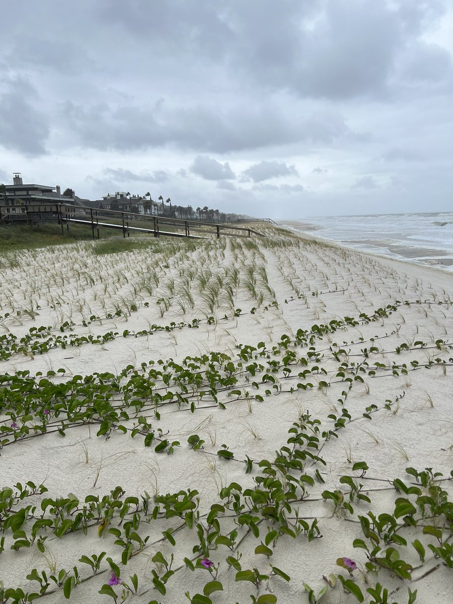 TKlempf's tweet photo. @FCN2go current state of new dunes in Ponte Vedra Beach. Still in tact. https://t.co/oLbuq7kZiD