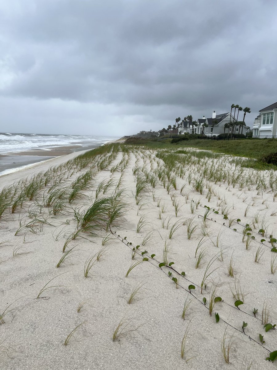 TKlempf's tweet photo. @FCN2go current state of new dunes in Ponte Vedra Beach. Still in tact. https://t.co/oLbuq7kZiD