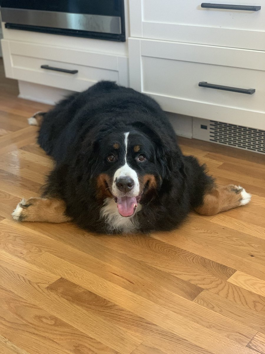 dog_rates's tweet image. We only rate dogs. This is clearly a Woolly Wiggle Walrus. Very rare. Very squishy. But please only send dogs. Thank you... 13/10