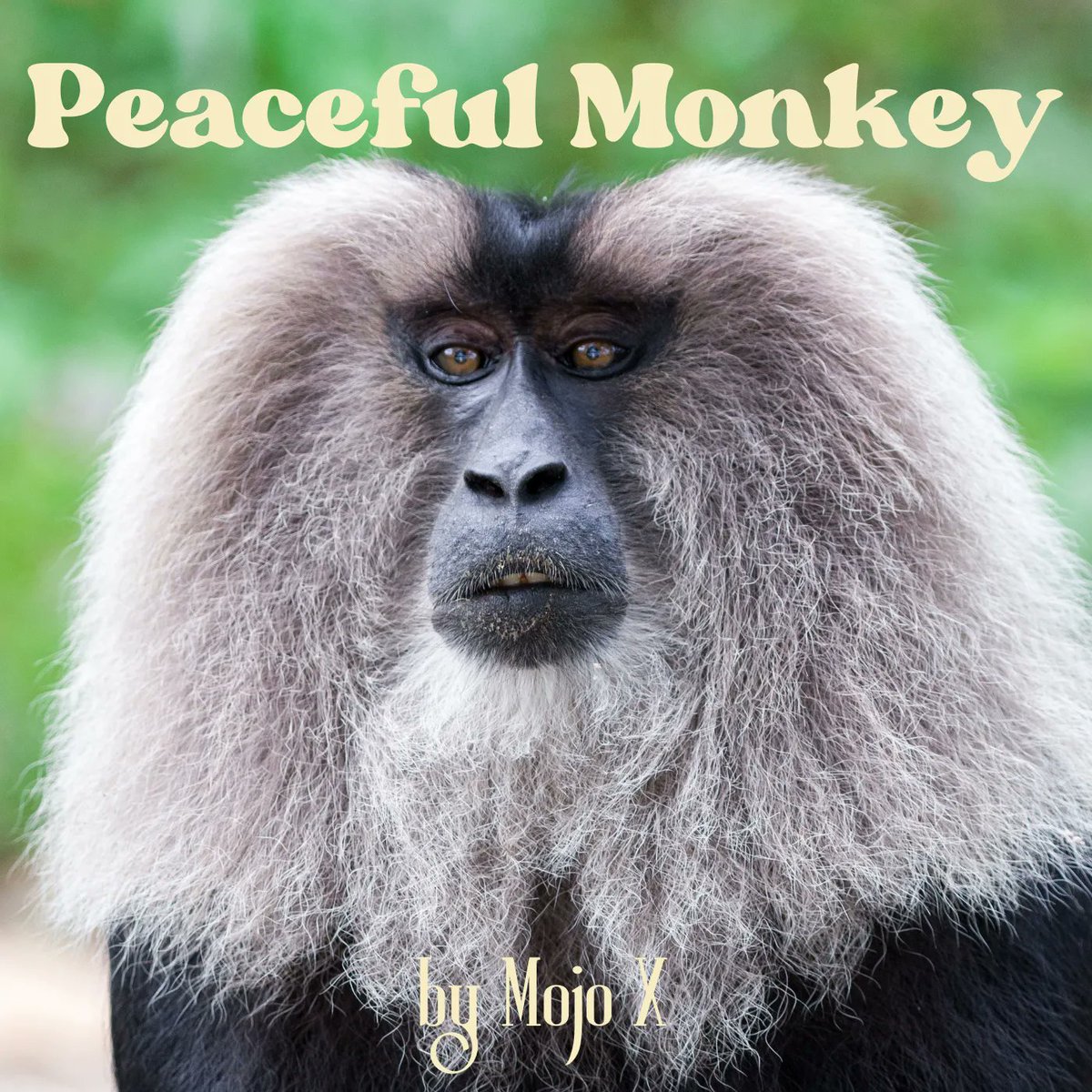 New single #peacefulmonkey out now - buff.ly/3H35STg