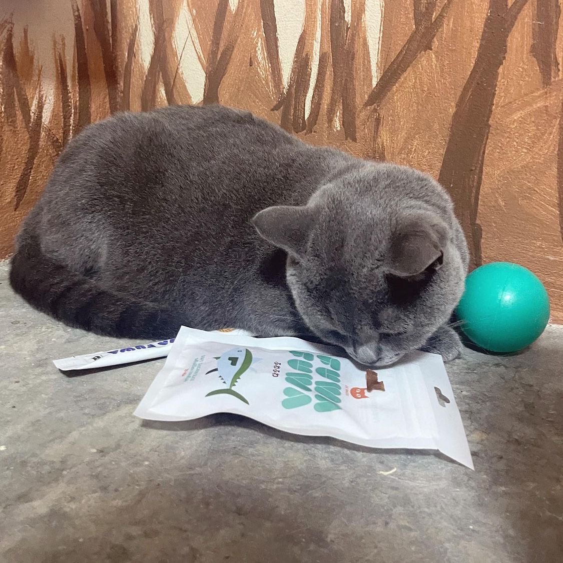 bluecifer7's tweet photo. 📮 - #CatIdolbyCGM48 ᯤ

[IG Post] 🐈‍⬛ヽ 

ทักทายยามดึกฮะ~ ฝันดีนะคับทุกคน เมี๊ยว🫧😼

https://t.co/4dwFjtcIST

#FUWAFUWA
#ขนฟูต้องฟูวะฟูวะ
#FUWAFUWAขนมแมว
#ขนมแมว #PetFood #CatSnack
(#catlover #britishshorthair) 

#CGM48 
#BlueciferCGM48 
#ผมสุดคูลBluecifer https://t.co/a0UdpWSHgE