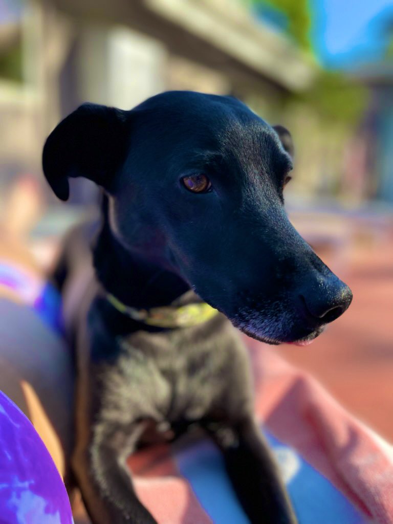 RosaleeMayeux's tweet photo. What if PET is my dog’s HUMAN COMMAND. #doggy #comand https://t.co/O6XASLyKBB
