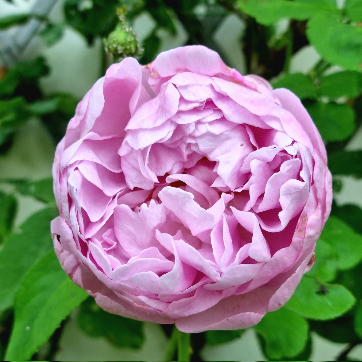 Bit of a late entry for #RoseWednesday but this one is still flowering 😊🌸