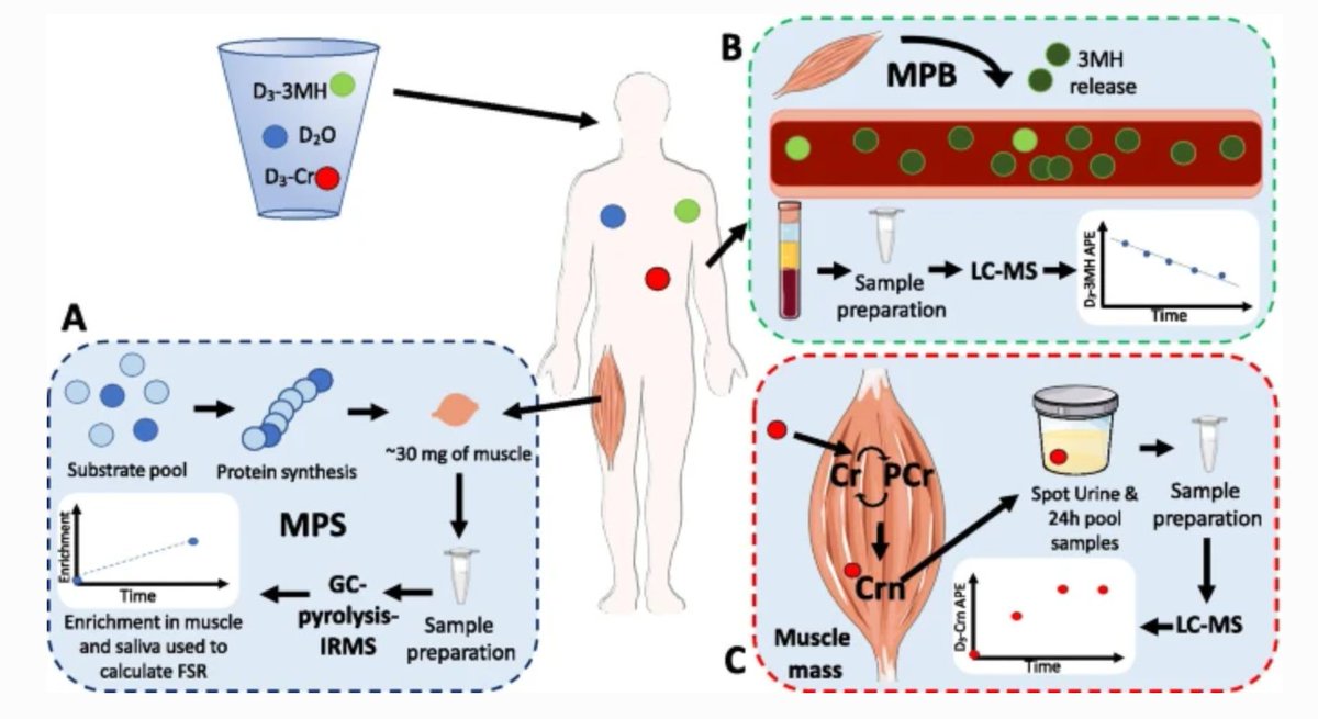 GeroScienceAGE's tweet photo. Open🔓Access Article📖
Combined in vivo #musclemass, muscle #proteinsynthesis and #muscleprotein breakdown measurement: a ‘Combined Oral Stable Isotope Assessment of Muscle (COSIAM)’ approach.
https://t.co/HRGnGPagWd
@UniofNottingham
#stableisotopetracer https://t.co/xfRHRzw1rJ