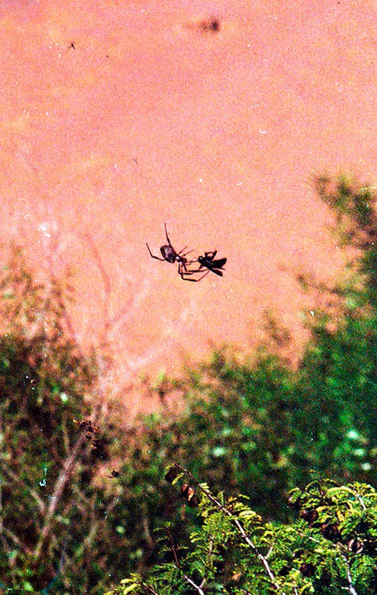 victoriawhitime's tweet photo. persuación
*
violent contact
ed. 4
1 tz
>>>>https://t.co/SjGqBC4bkP
#photez #analogphotography #35mm #xtz #fotografia #nature #cryptoart #cryptophoto @cleannftunion https://t.co/qbESwpp0La