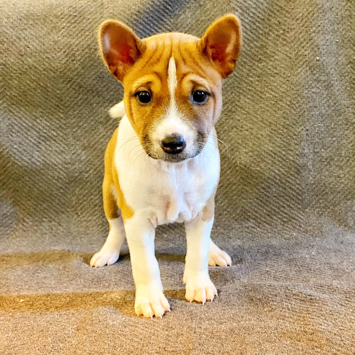 ZeldaDavisEyes's tweet photo. BASENJI #cucciolidisponibili per le loro nuove famiglie. Verranno ceduti vaccinati, sverminati, con microchip e #pedigree . Entrambi i genitori sono PRA e FANCONI CLEAR.

https://t.co/EQqeNgywUM

#basenjiitalia #basenji #basenjipuppy #basenjilove #cucciolo #basenjilife #basenjis https://t.co/24SrrE8yEr