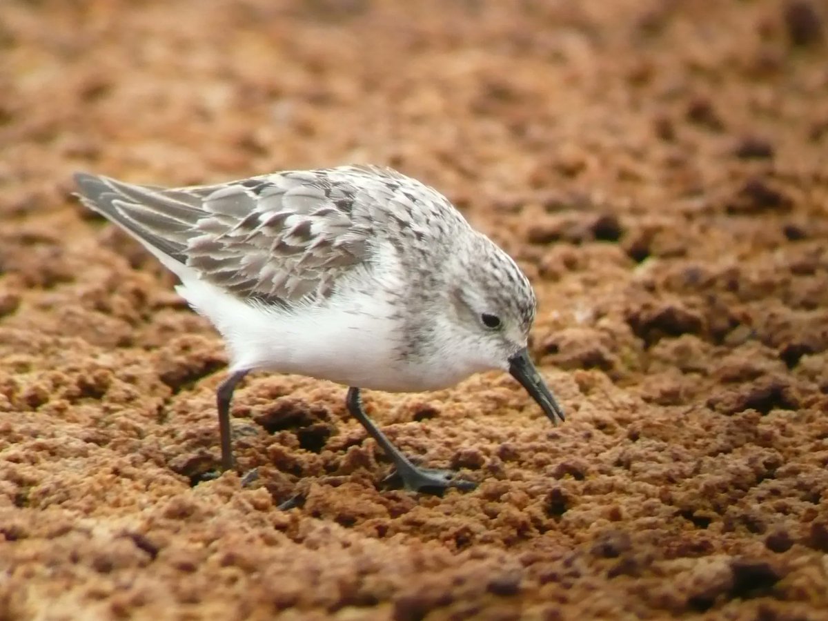 NEW PAPER in #ornithology quantifies when #shorebirds in the #Arctic change incubation shifts, which mostly occurs when returning partner is calling: buff.ly/3tXyKHi