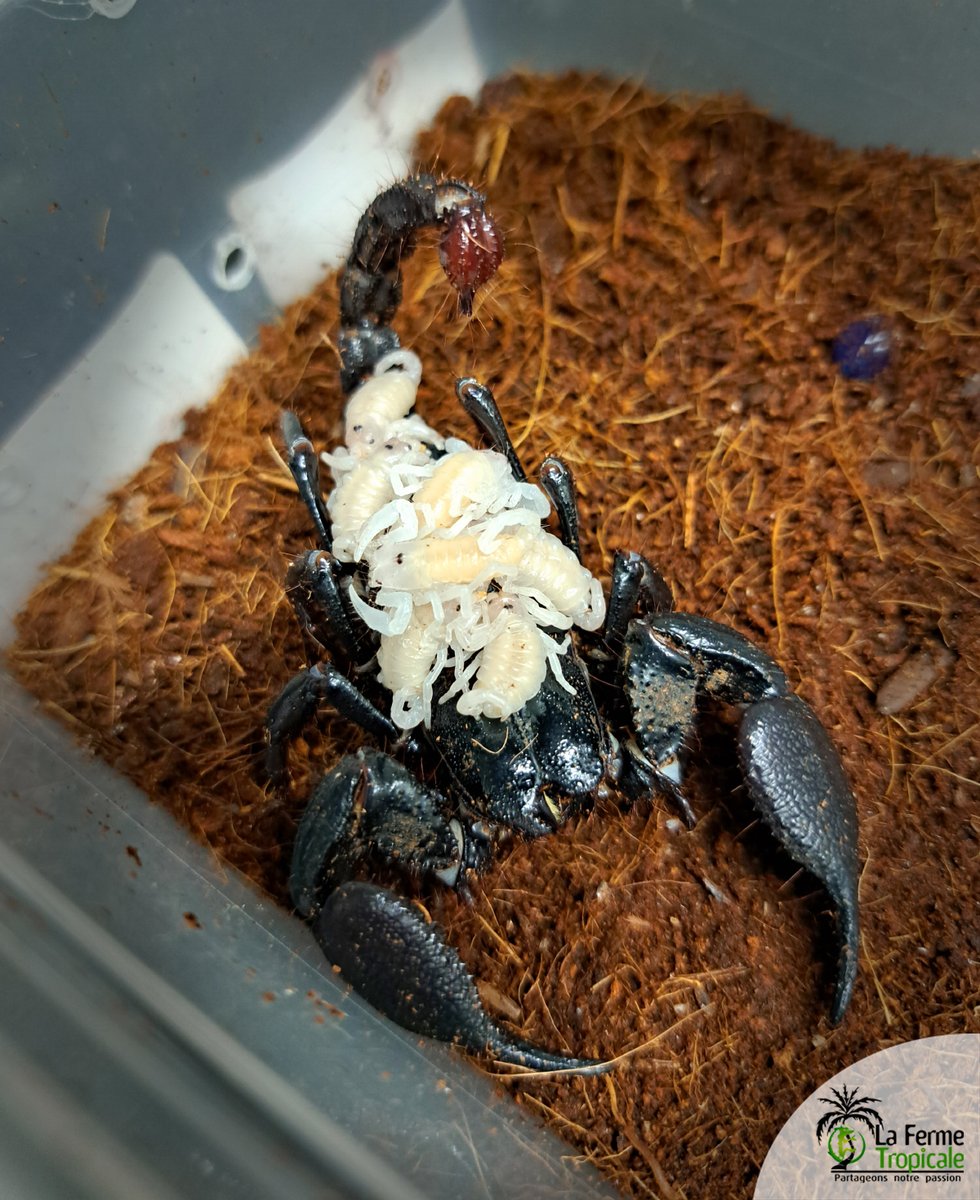 FermeTropicale's tweet photo. Chez les scorpions (ici Heterometrus spinifer), la femelle met bas des petits déjà formés appelés pullus qui restent sur son dos jusqu'à leur première mue. 

Consultez nos arachnides  disponibles  : https://t.co/XfxMlljRAr https://t.co/PYCtOW3C5N