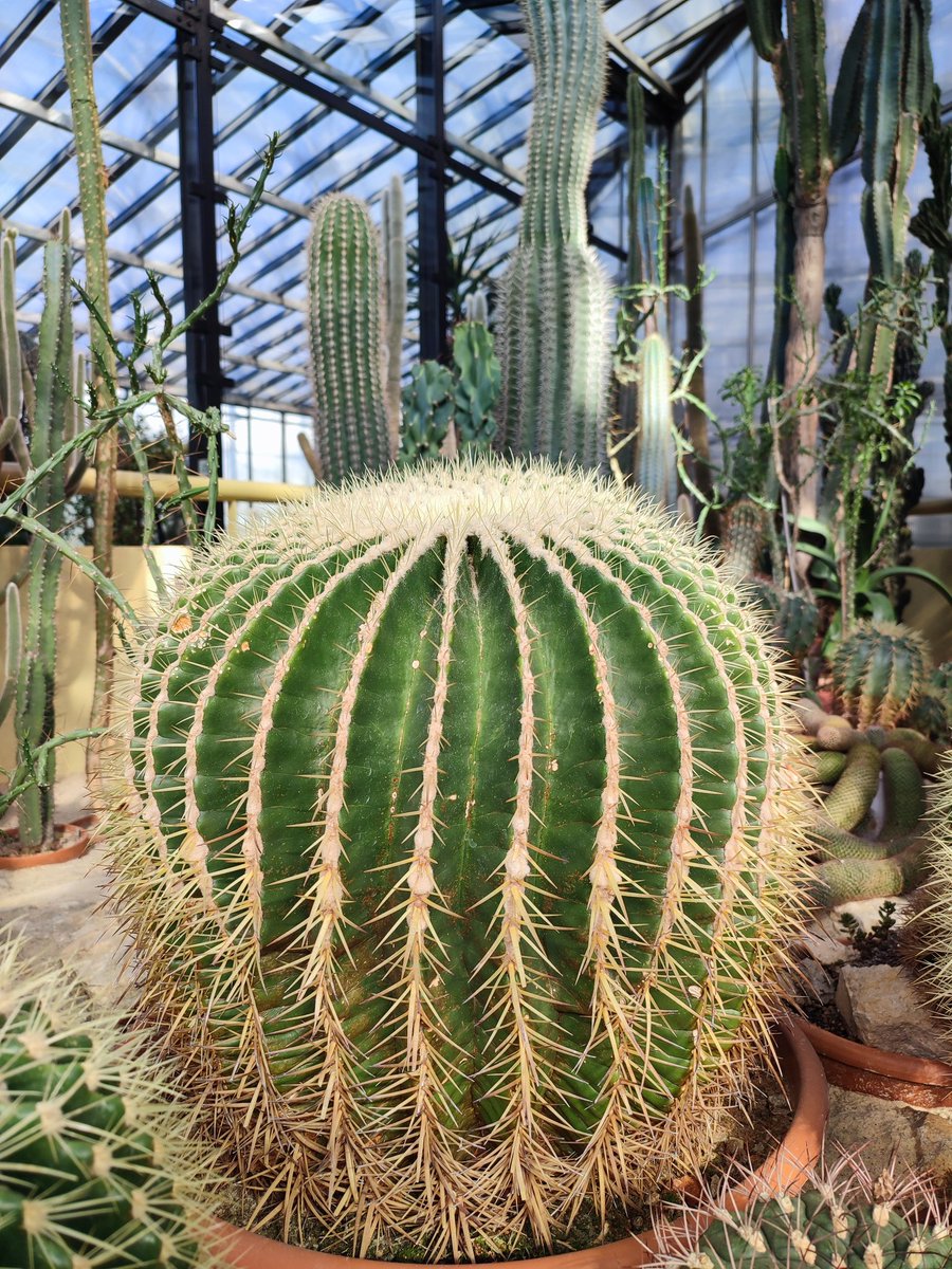 Truepicasso's tweet image. Cactus Jack #cactus #cactie
