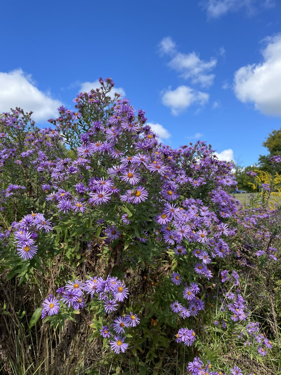 EGHS Pollinator Garden tweet media