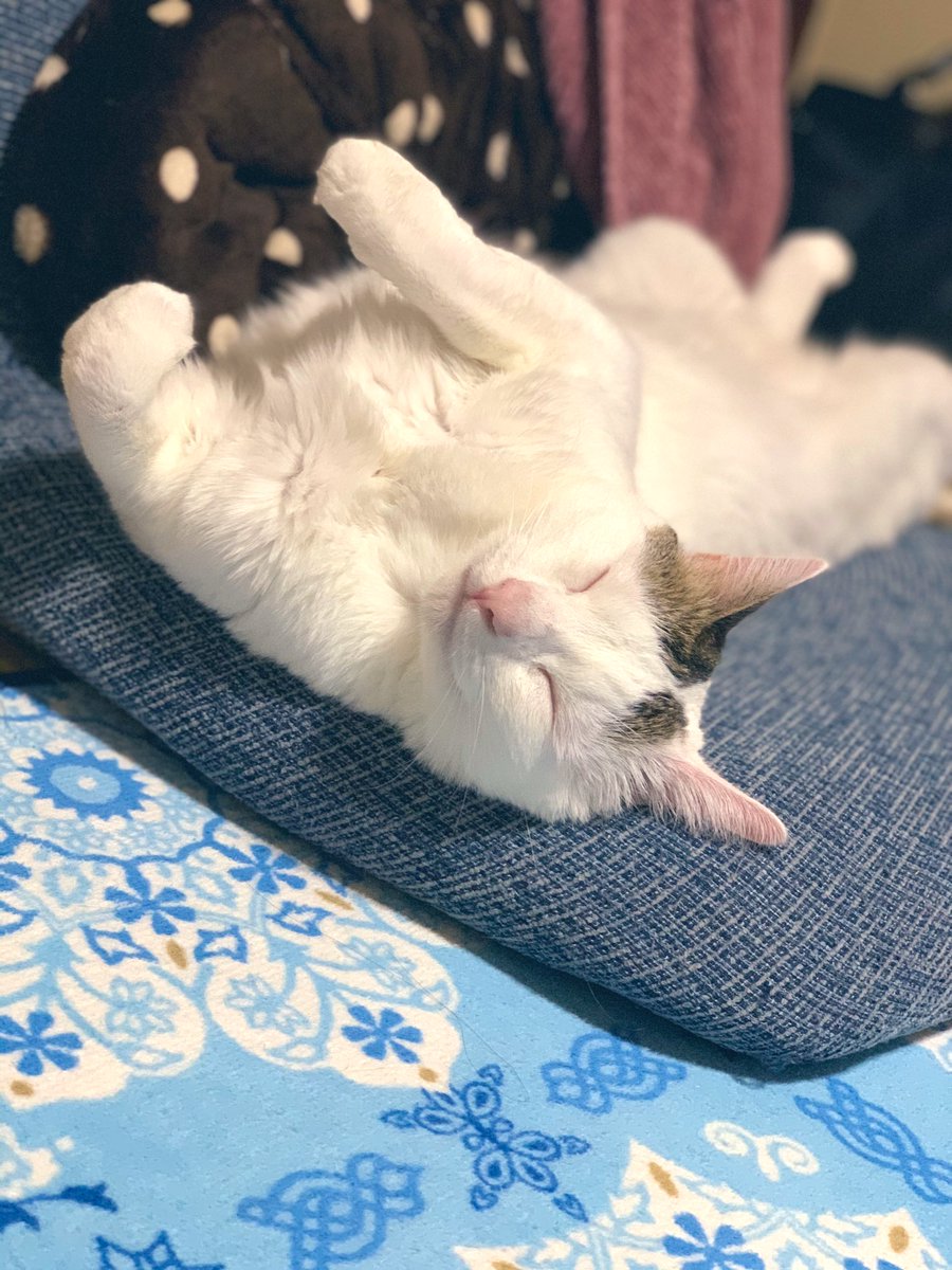 orz_es's tweet photo. #全日本きもちよさそうに眠る猫選手権 https://t.co/dyxsPDJuQ8