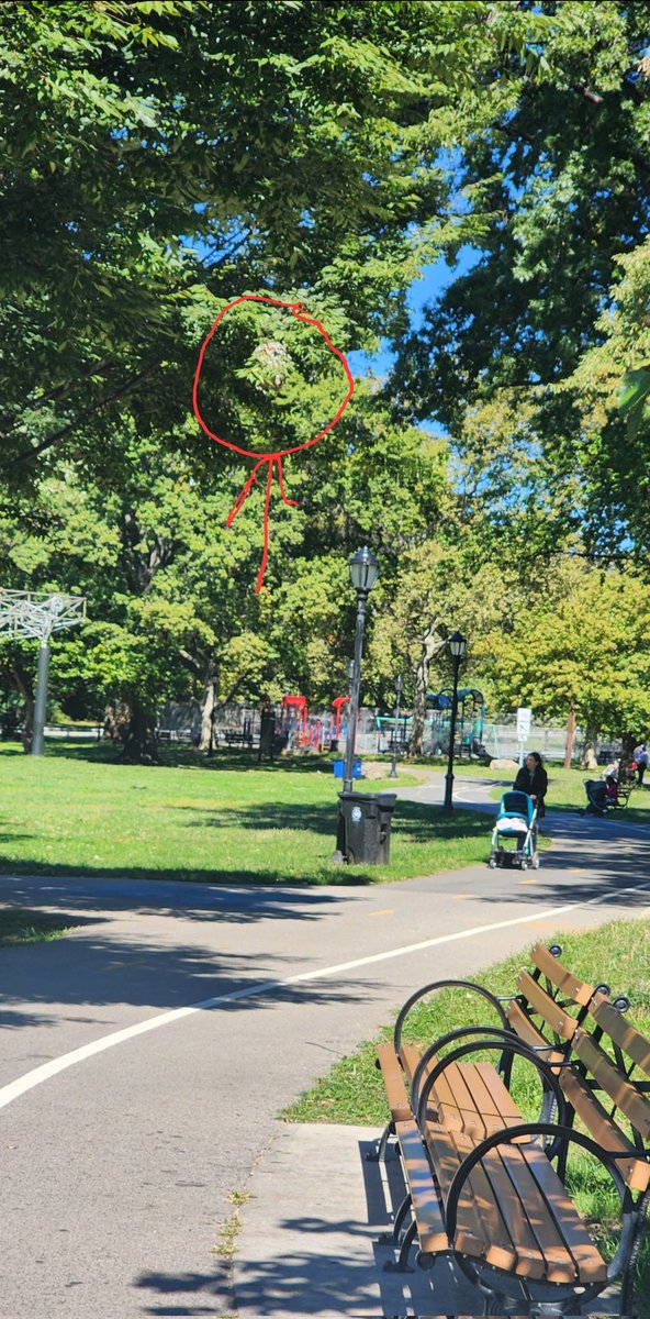 TheWepnX's tweet photo. @NYCParks @nyc311 spotted in Bronx Park by the Sid Jacobs baseball field on Bronx Park East and Brady ave. It's hanging over the bike path and could kill someone if it falls. Not sure if Beehive or Hornet Nest. Spoke with a parks employee at the park. https://t.co/KyZLdJx0lj