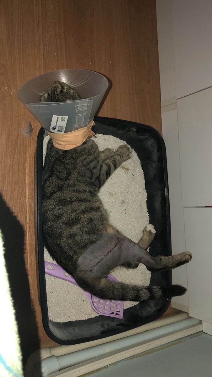Dali1Ptrck's tweet photo. Pars'a kalıcı yuva arıyoruz. Artık bu şekilde dışarılarda yapamaz. İzmir içi güzel,huzurla büyüyeceği bir yuvaya ihtiyacı var. Erkek,7 aylık ve kısır. İç dış parazitini de yaptırdım. Lütfen RT yapar mısınız? https://t.co/2WPoeyu6OC