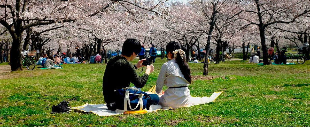 porjapon tweet media