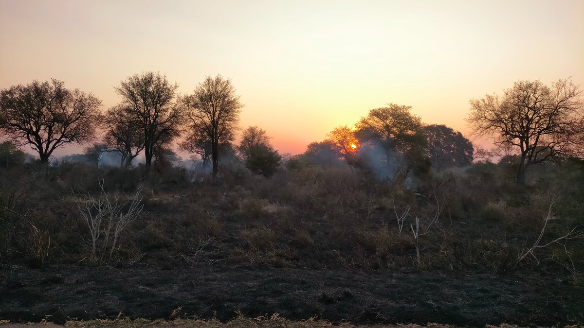 Joaquin_Cale's tweet photo. Ejemplo de gestión dentro de un Parque Nacional. Quemas prescritas dentro del Parque Nacional del Kruger, Sudáfrica. Zona sur del PN paisaje dominado por la sabana. https://t.co/F4DVxggyYs