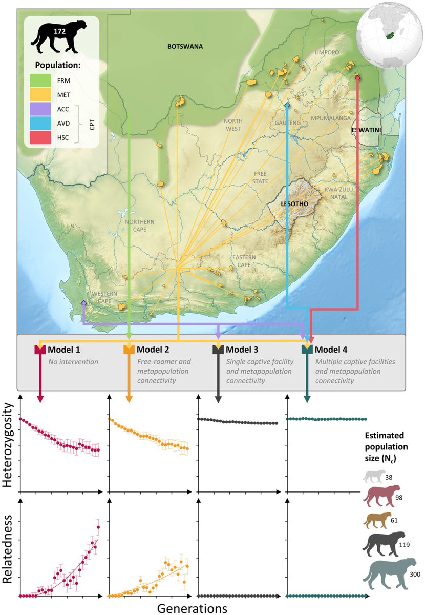 AnimalConserv's tweet photo. Simulated #genetic efficacy of #metapopulation management and conservation value of captive #reintroductions in a rapidly declining #felid - #OpenAccess https://t.co/adU9jqI45q @WileyEcolEvol https://t.co/MuDtGHllac