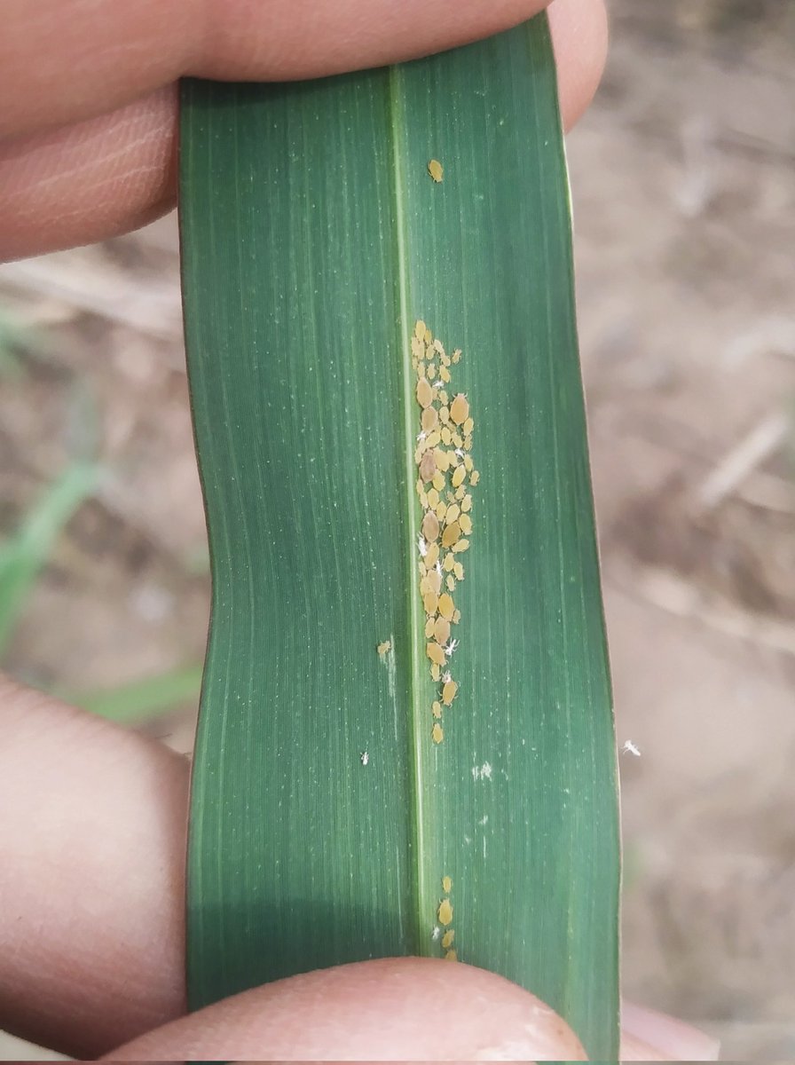 MartinGalli77's tweet photo. Pulgon amarillo del Sorgo...monitorear el sorgo de Alepo hasta hace un año parecía una buena idea....hoy podríamos decir que es al pedo. El inoculo está y va a seguir estando. Hay q aprender a convivir y a manejarlo. Foto 27/09/22. Sorgo de Alepo. San Guillermo. Sta fe. https://t.co/lwbhkyINQ7