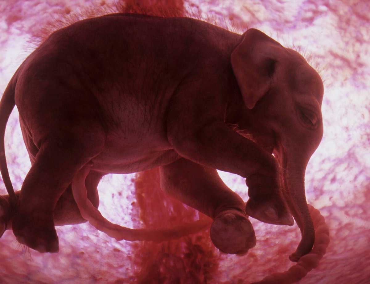 NatGeo tarafından çekilen, anne karnında doğmayı bekleyen bir fil ve yunusun fotoğrafı