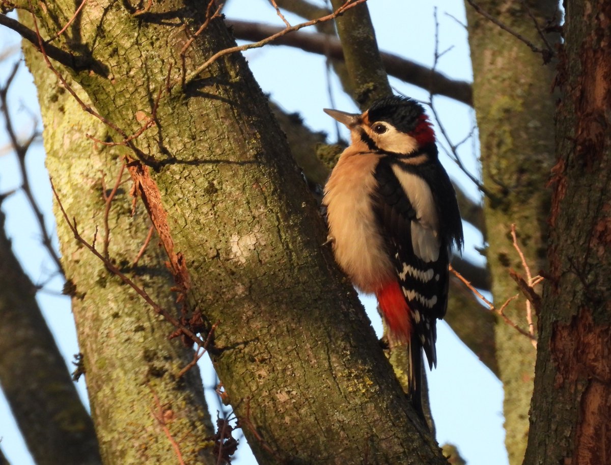 Even een fotootje tussendoor.... Da's toch wel aardig van deze specht om, als ik dan toch in quarantaine thuis zit, even langs te komen zodat ik toch nog wat natuurbeelden vast kan leggen. Enjoy nature!