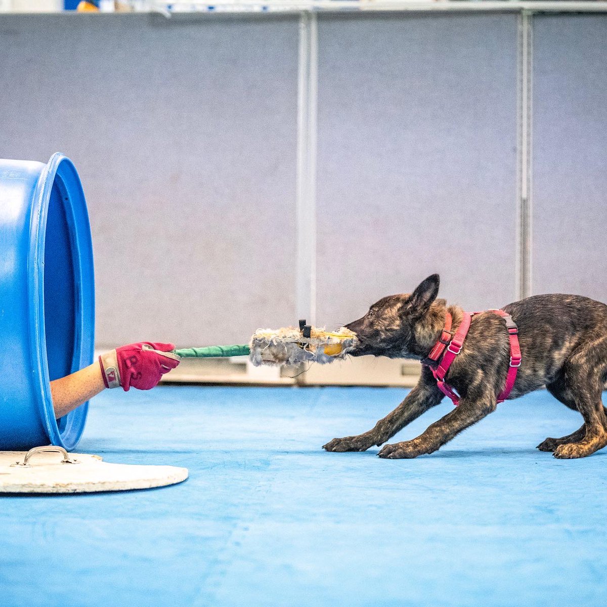 PennVetWDC's tweet photo. YouTube: https://t.co/9nbKnDR3Iu
_________________________
#pennvetworkingdogcenter #pennvetwdc #pvwdc #ruby_pvwdc #workingdogintraining #futureworkingdog #dutchshepherd #dutchie
πΈ: Wise K9 Photography https://t.co/AkhyybCjJI