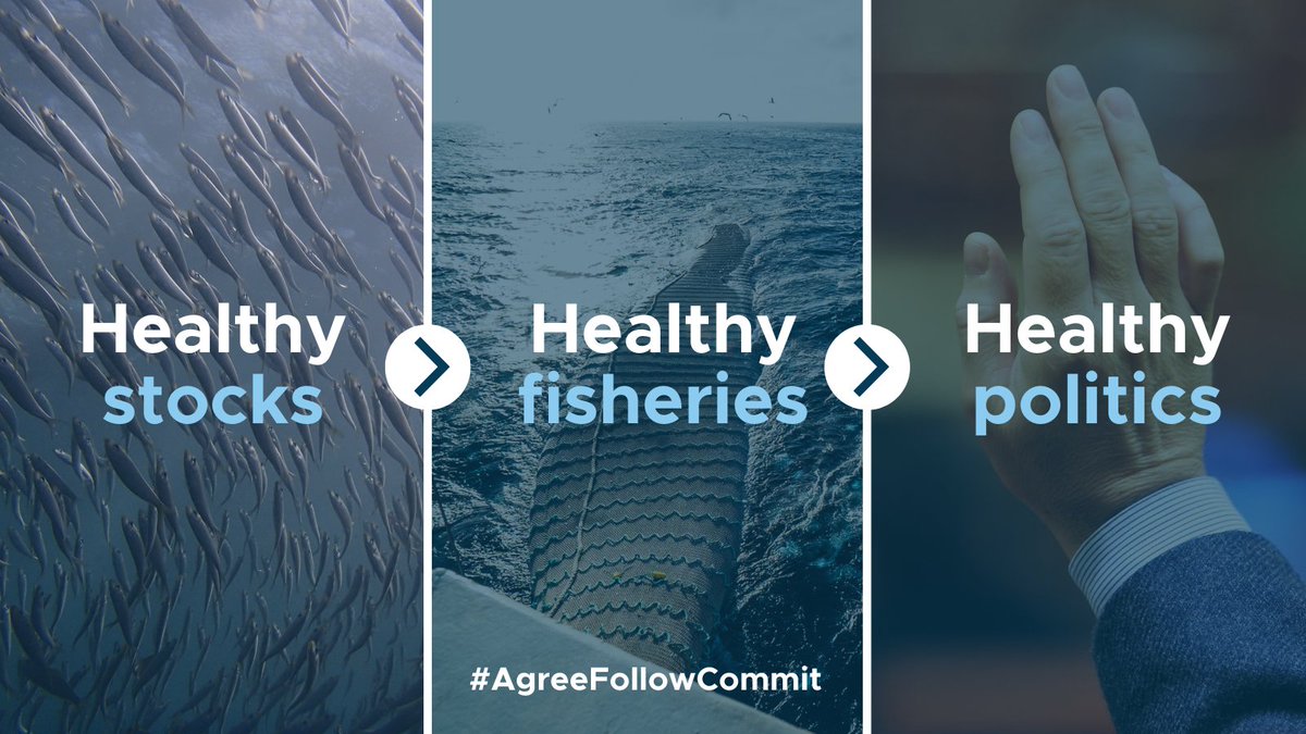 MSCecolabel's tweet photo. Dear #CoastalStates fishing for mackerel, Atlanto-Scandian herring & blue whiting: now is the time to CHOOSE healthy stocks, healthy #fisheries, healthy politics.
Decision-makers merely need to #AgreeFollowCommit - to share catches advised by scientists for 2023. @NAPAfisheries https://t.co/iTcGm9FhUQ