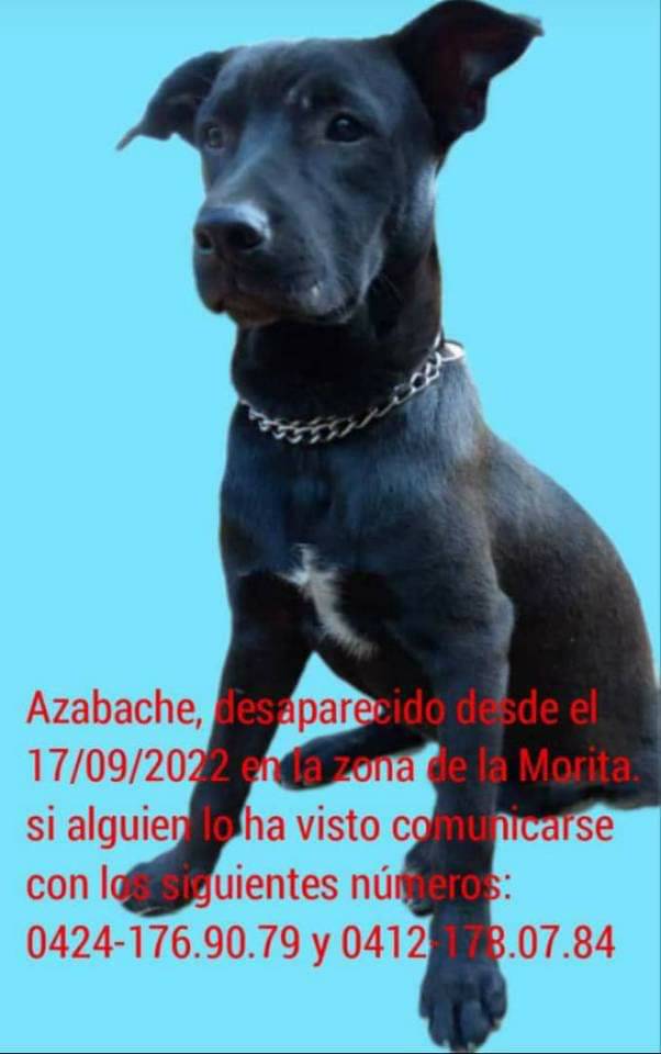 PerroUsuario's tweet photo. Se busca a Azabache en La Morita (San Antonio de los Altos). Por favor difundir 🐶 Si lo ves por favor dale resguardo y comunícate con los números publicados https://t.co/wsUBbgwAUo