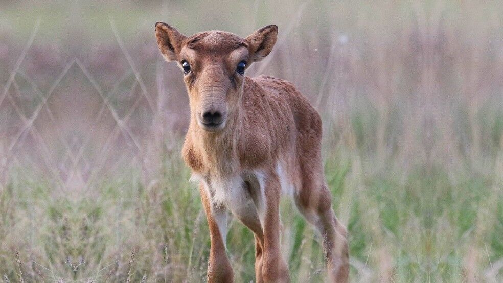 Extincts_App's tweet photo. Look at some of the rare and bizarre species you didn't know the @rspb were saving 💚🌍🌱
https://t.co/NVQJl2kAfk
#extincts #youplaynaturewins #rewildourworld #socialenterprise #conservation #endangeredanimals #climatechange #rare #bizarre #rspb https://t.co/BtCO7IIWDT