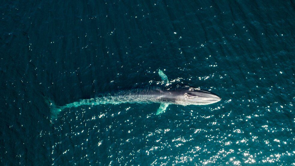 Extincts_App's tweet photo. Look at some of the rare and bizarre species you didn't know the @rspb were saving 💚🌍🌱
https://t.co/NVQJl2kAfk
#extincts #youplaynaturewins #rewildourworld #socialenterprise #conservation #endangeredanimals #climatechange #rare #bizarre #rspb https://t.co/BtCO7IIWDT
