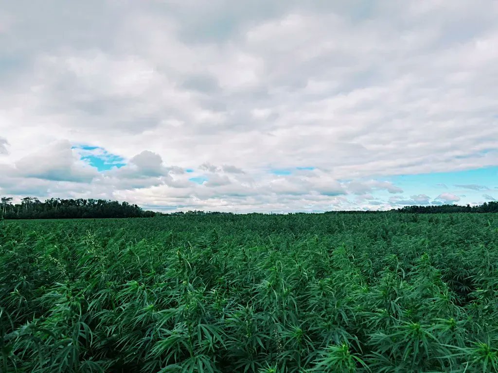 International Hemp tweet media