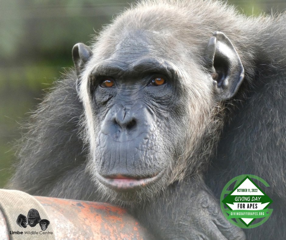 LimbeWildlife's tweet image. Lovely Lada! 💚
Lada came to the LWC in 2004. She had been kept as a pet in a wooden cage - but as she grew older she became strong and destructive. The owner then bought her to the centre to hand over her care to the LWC staff. This is a great reminder that #primatesarenotpets!