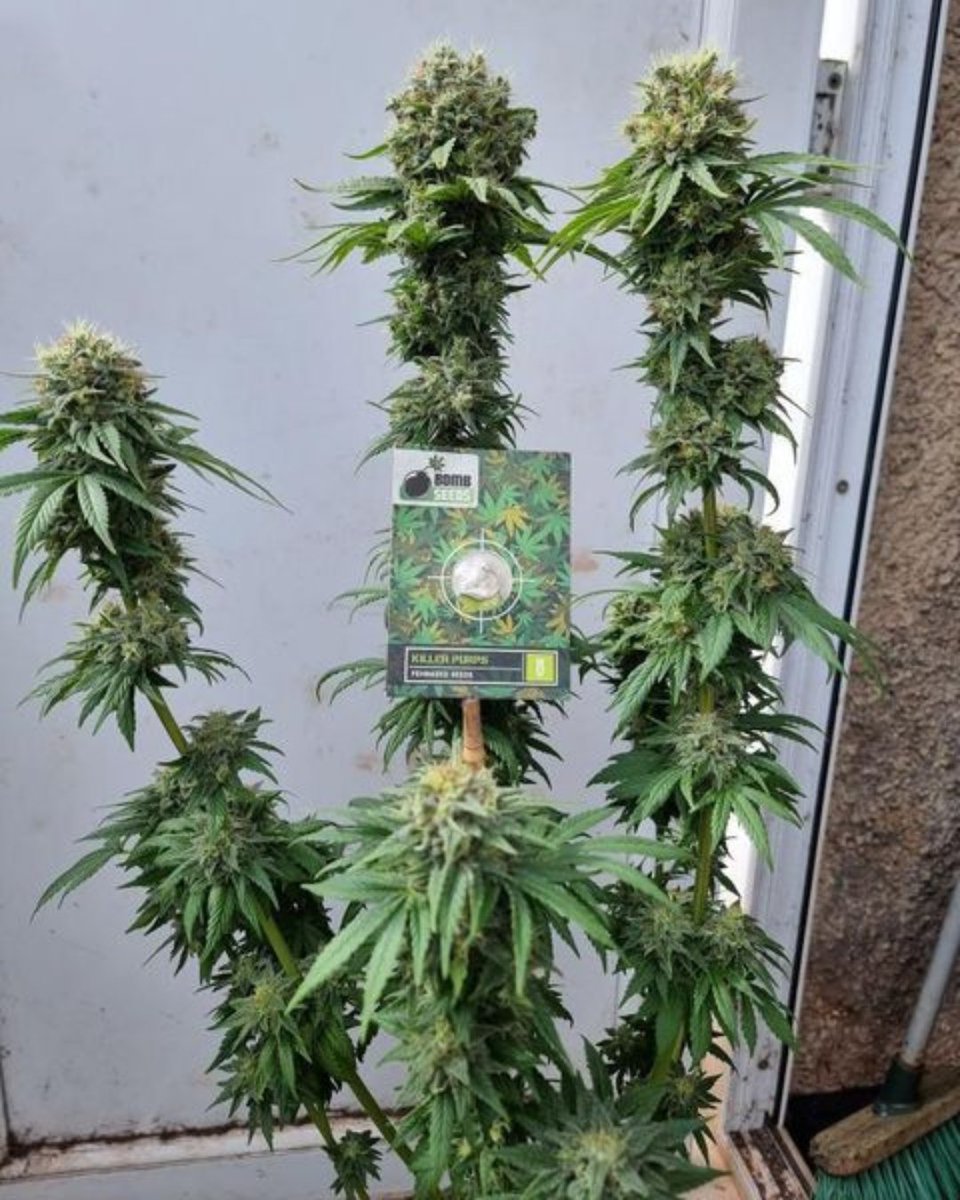 BombSeeds's tweet photo. Killer Purps π
They say the best things come in threes and this shot of our Killer Purps is an exact demonstration of this.
A tall plant that develops long fat buds packed with resin. Definitely one for the extract lovers!
π· @Chimera42o
#bombseeds #killerpurps #maryjane https://t.co/RyhptVbPu6