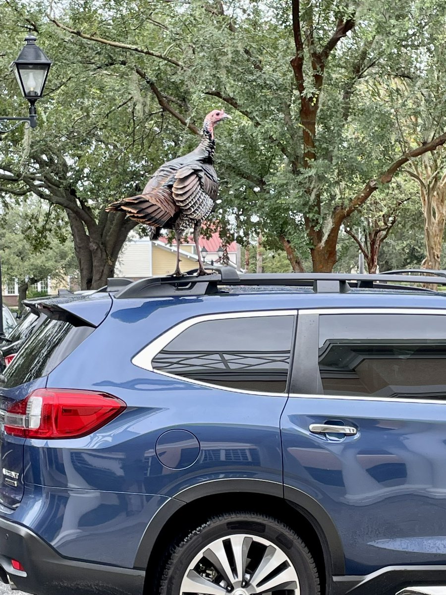 You never know what type of wildlife you’ll see in FL…even in carline! 

#turkeytom #Florida #hurricaineIan