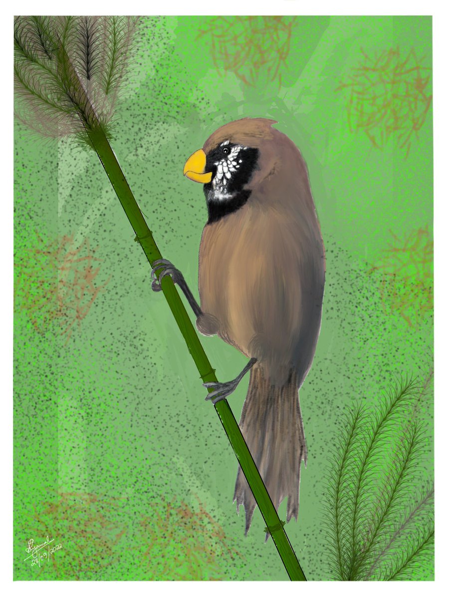 || Black-breasted Parrotbill ||

Digital Art
#drawingart #digitalart #birdart #blackbreastedparrotbill
