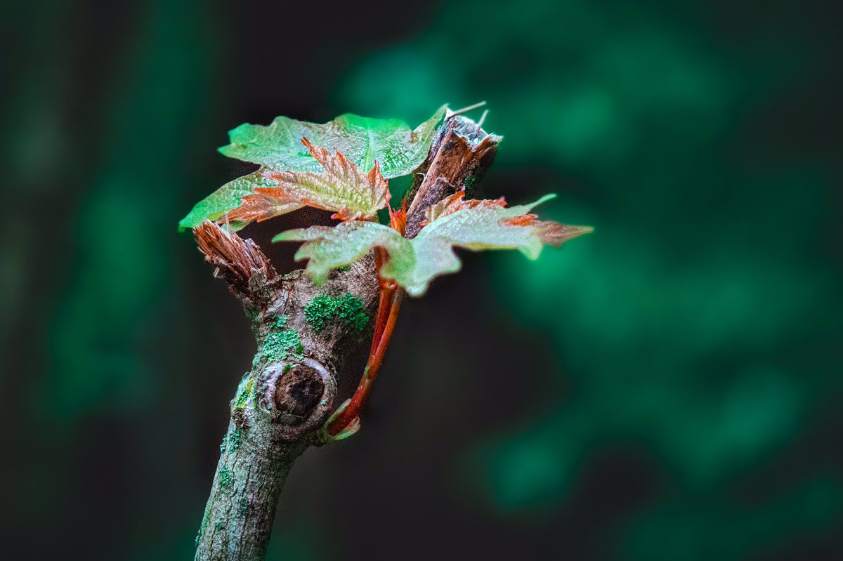 itslucasb's tweet photo. #NaturePhotography #photography #photooftheday #nature https://t.co/kMXTKXTjNX