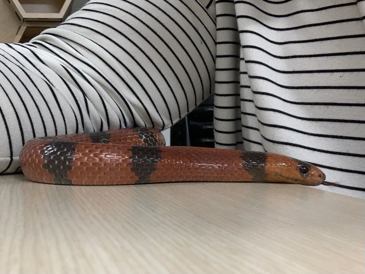 MsKABB's tweet image. I made a friend today! He is very handsome and helped me take some spoopy pictures. A real ssssssssupermodel!!

(Also, #Sonyalpha for life)