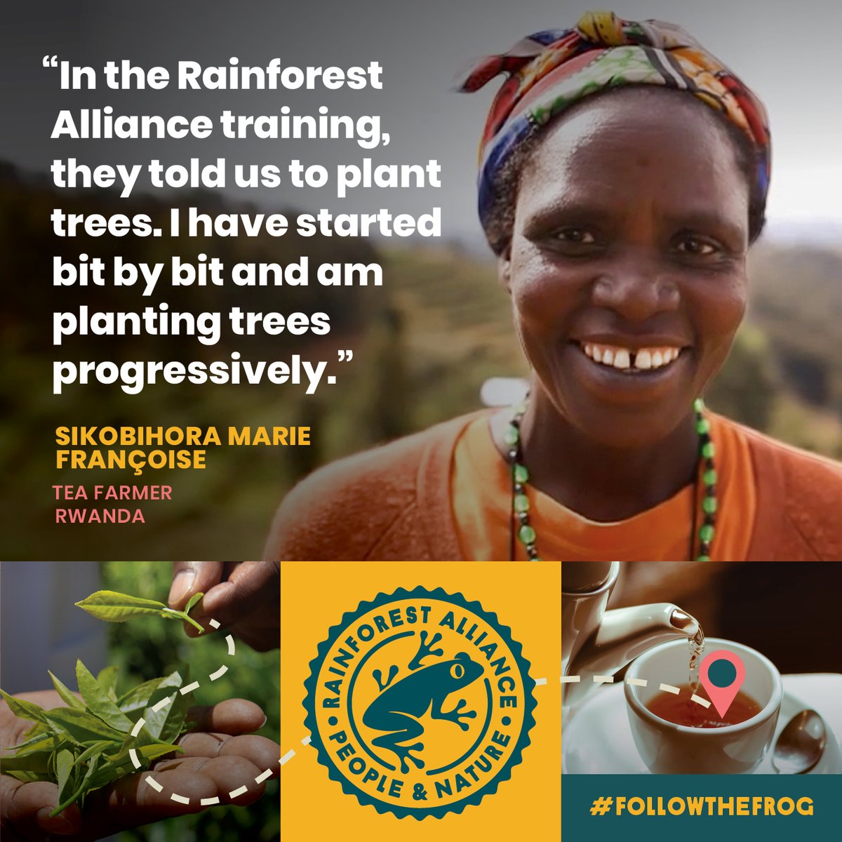 Coffee_Fresh's tweet photo. Kies voor gecertificeerde #thee, kies voor Rainforest Alliance! Wij hebben een uitgebreid assortiment thee, waarvan een groot deel gecertificeerd. Bij ons maak je dus altijd een duurzame keuze! 

https://t.co/hrvO24zmUc

#FollowTheFrog #CloseFuture #Duurzaam https://t.co/guyyPn0p0H