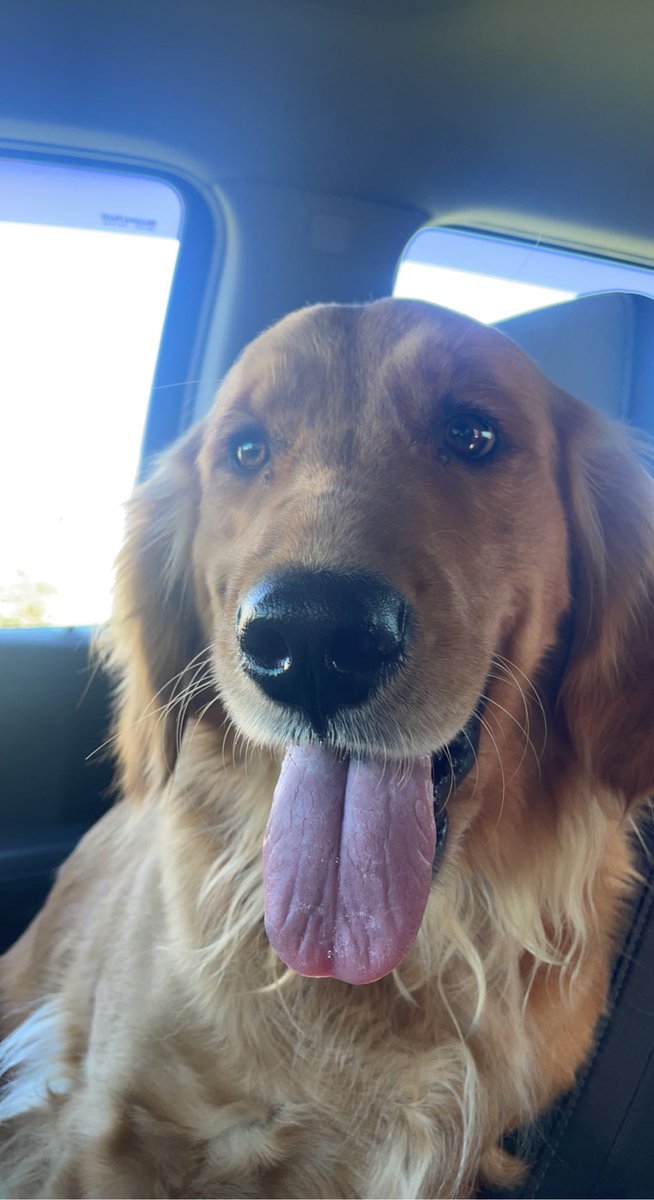 brandomaldon2's tweet photo. love my dog sm https://t.co/VHqK2bw4Lv