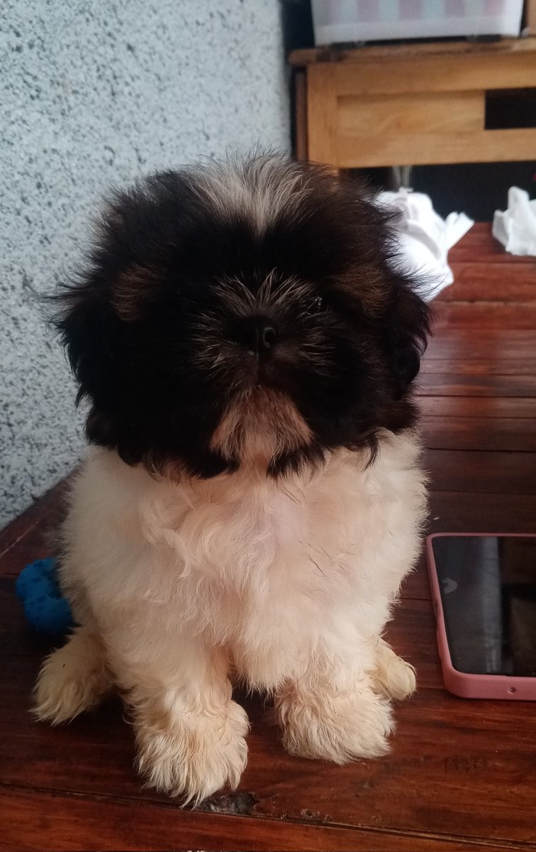 avff__'s tweet photo. anyway, skl na may anak na ko. meet uno 🥳💙 na walang ibang ginawa kung 'di mag ngatngat.

kaya naman, pet express &amp; dogs and the city > watsons na po ako ty. https://t.co/p65xMeEmgm