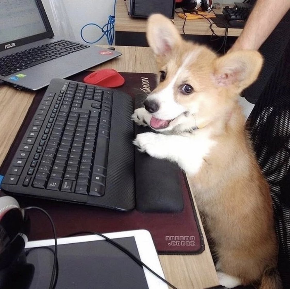 he has no idea what he’s doing