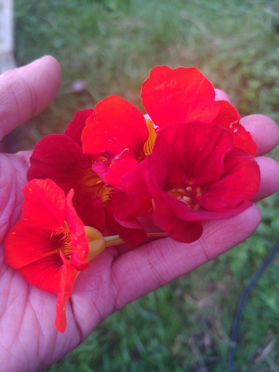 Allotment dip for the post-work win 🌱 enjoying the lighter evenings before they go! Featuring my nasturtium haul 😋