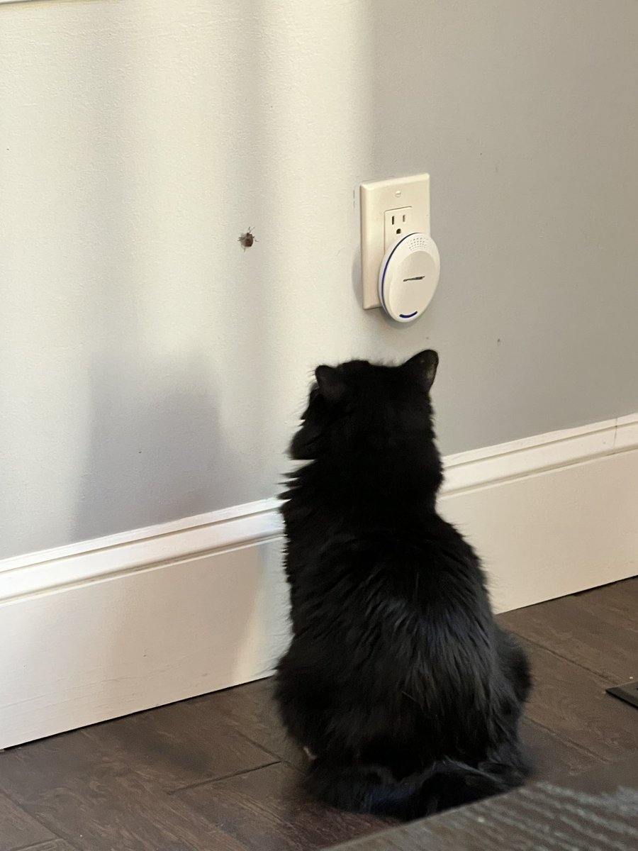LazyDaisyPup's tweet photo. The very noble and brave Daisy and Kiwi are both on full alert and ready to defend our house from intruders! #MyHero https://t.co/njpe3GhMkB