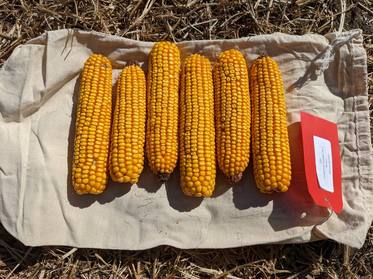 Melissa Wilson (@manureprof) on Twitter photo Gorgeous day to be in the field collecting corn samples. We'll grind, dry, and send off for nutrient analyses. <a href="/UMNmanure/">UMN Manure Management</a> <a href="/UMNswac/">Soil, Water, & Climate</a> <a href="/UMNNutrientMgmt/">UMN Nutrient Management</a> Gorgeous day to be in the field collecting corn samples. We'll grind, dry, and send off for nutrient analyses. <a href="/UMNmanure/">UMN Manure Management</a> <a href="/UMNswac/">Soil, Water, & Climate</a> <a href="/UMNNutrientMgmt/">UMN Nutrient Management</a>