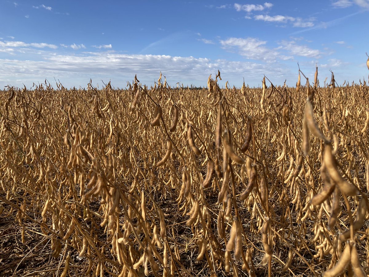 brentkosie's tweet photo. Great looking field of Stanley Food Grade IP soybeans near St. Joseph, MB. Will be ready for the combine soon! @Sevita_Int @CeresGlobalSeed #foodgradesoybeans #soymilk #tofu https://t.co/a2iUCxSSUb