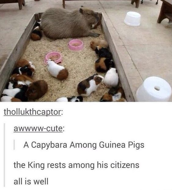 WholesomeMemes (@wholesomememe) on Twitter photo 