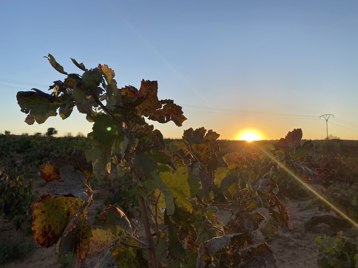 Bye bye verano!! 🍇🍁✂️Las hojas del #viñedo comienzan a cambiar de colores ya y la #vendimia en su mayoría está llegando al final con la recogida de la #bobal en #Requena  #vino #bodegas